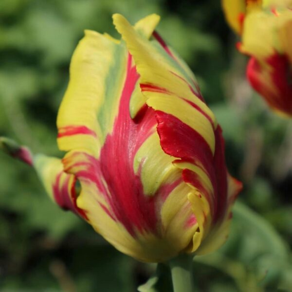 Tulipán ‘Texas Flame’ / 6db - Image 2