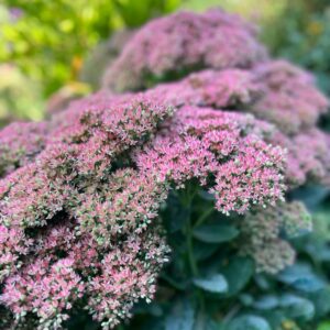 Varjúháj - Hylotelephium (syn. Sedum) SEDUCTION® 'Pink Passion'
