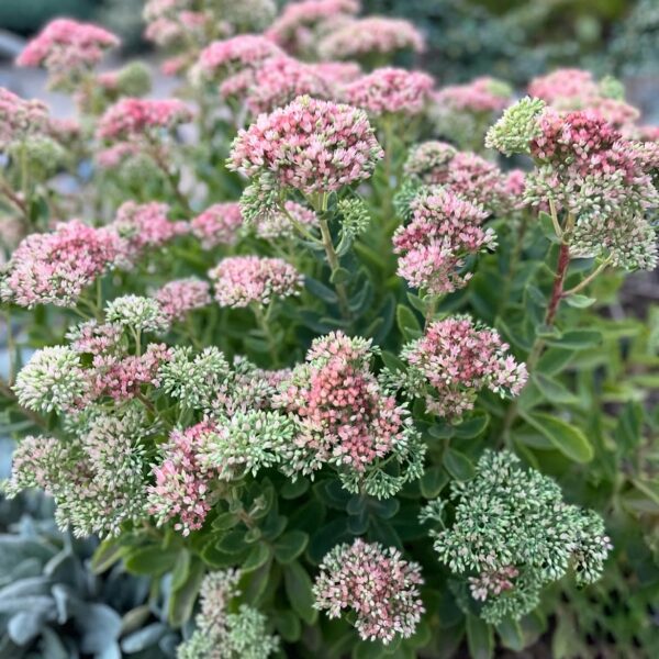 Varjúháj - Hylotelephium (syn. Sedum) SEDUCTION® 'Pink Passion' - Image 2