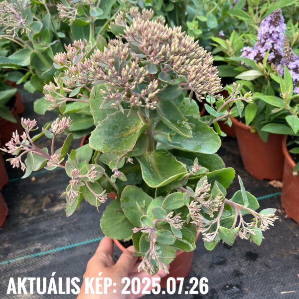 Varjúháj - Hylotelephium (syn. Sedum) SEDUCTION® 'Pink Passion' - Image 3