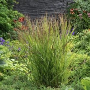 Vesszős Köles - Panicum virgatum 'Heiliger Hain'