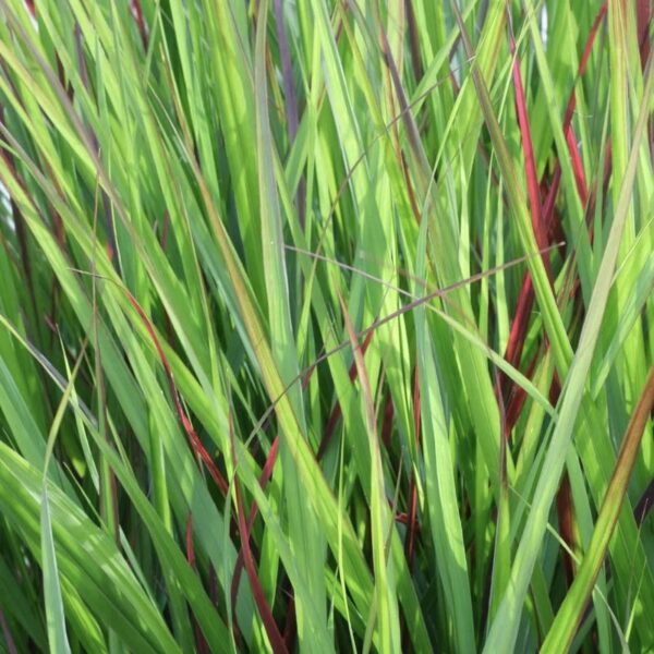 Vesszős Köles - Panicum virgatum 'Heiliger Hain' - Image 2