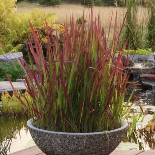 Vöröslevelű alangfű - Imperata cylindrica 'Red Baron' (syn. 'Rubra') - Image 2