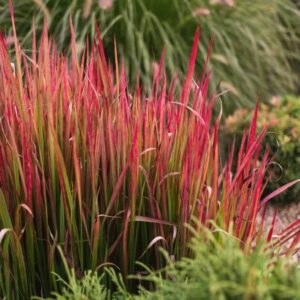 Vöröslevelű alangfű - Imperata cylindrica 'Red Baron' (syn. 'Rubra')