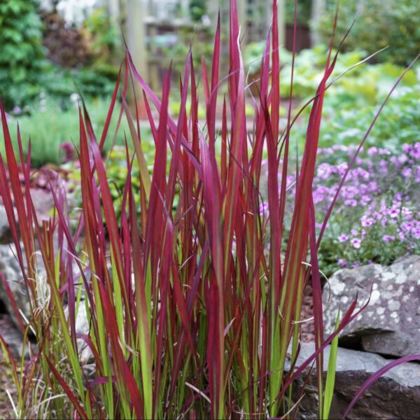 Vöröslevelű alangfű - Imperata cylindrica 'Red Baron' (syn. 'Rubra') - Image 3