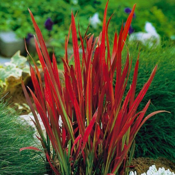 Vöröslevelű alangfű - Imperata cylindrica 'Red Baron' (syn. 'Rubra') - Image 4