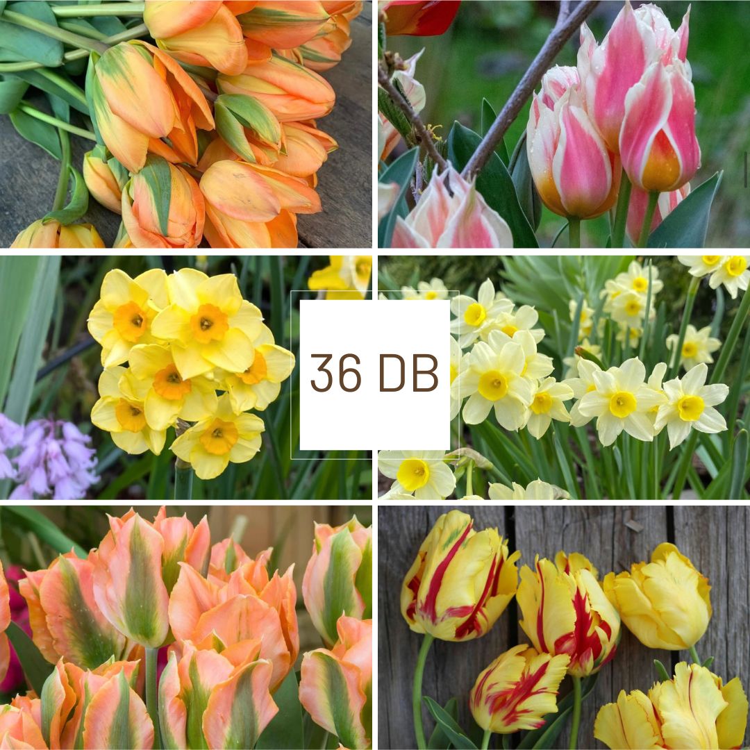 Tavaszi Lángolás - 'Mini Csomag' 1 Tavaszi Lángolás - 'Mini Csomag'