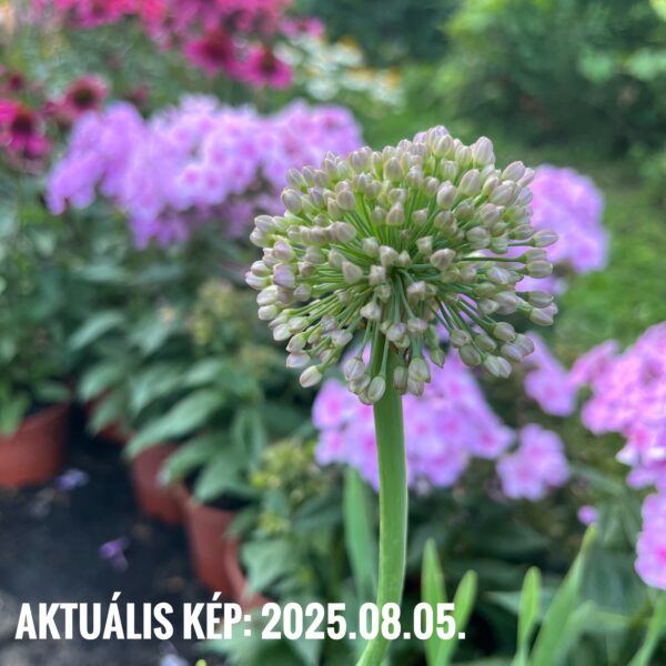 Nyári díszhagyma - Allium 'Bubble Bath' - Image 2