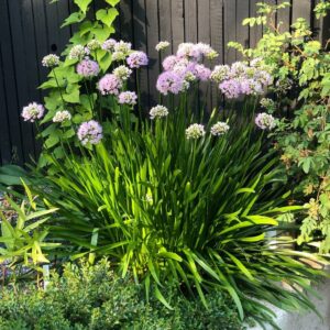 Nyári díszhagyma - Allium 'Bubble Bath'