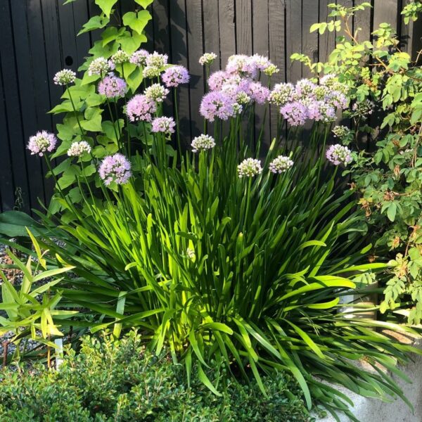 Nyári díszhagyma - Allium 'Bubble Bath'