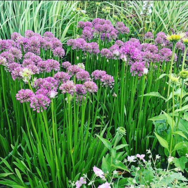 Nyári díszhagyma - Allium 'Millenium'
