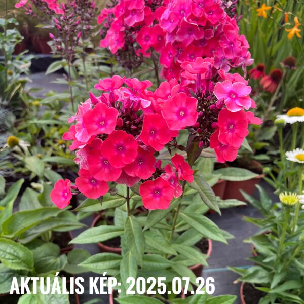 Bugás lángvirág - Phlox paniculata 'Glamour Girl' - Image 2