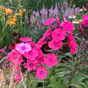 Bugás lángvirág - Phlox paniculata 'Glamour Girl'