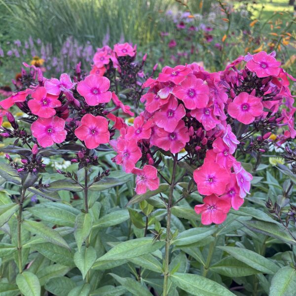 Bugás lángvirág - Phlox paniculata 'Glamour Girl' - Image 3