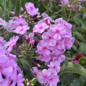 Bugás lángvirág - Phlox Paniculata 'Uptown Girl'