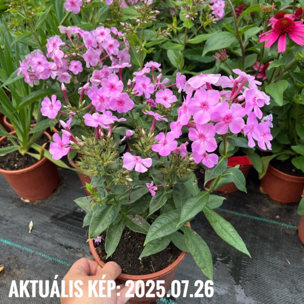 Bugás lángvirág - Phlox Paniculata 'Uptown Girl' - Image 2