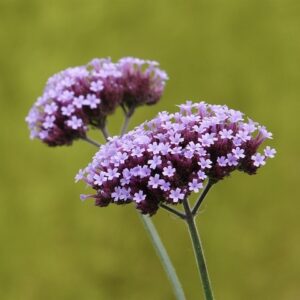 Ernyős Verbéna - Verbena bonariensis