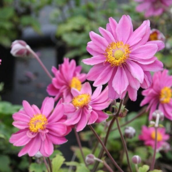 Japán szellőrózsa - Anemone × hybrida 'Pamina'