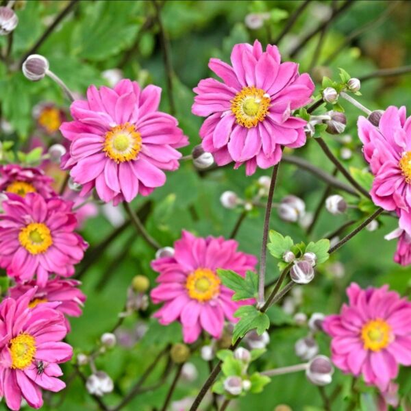 Japán szellőrózsa - Anemone × hybrida 'Pamina' - Image 2