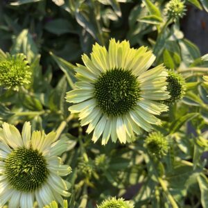 Kasvirág - Echinacea purpurea 'Green Jewel'