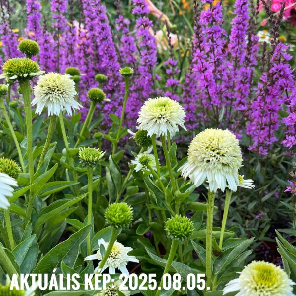Kasvirág - Echinacea purpurea 'Delicious Nougat' - Image 3