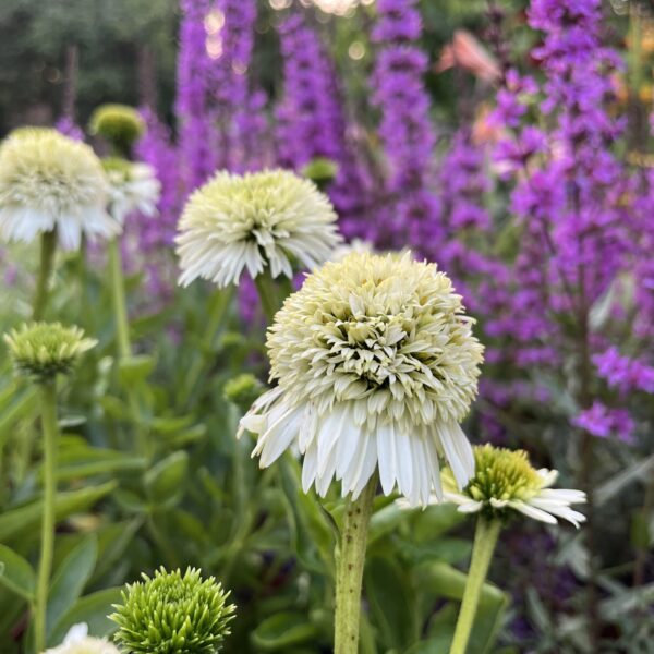 Kasvirág - Echinacea purpurea 'Delicious Nougat' - Image 2