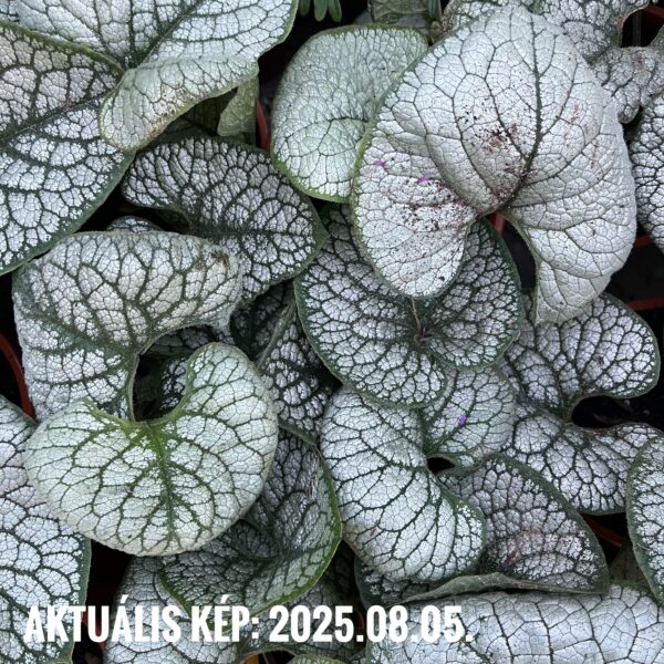 Kaukázusi nefelejcs - Brunnera macrophylla 'Sea Heart' - Image 2