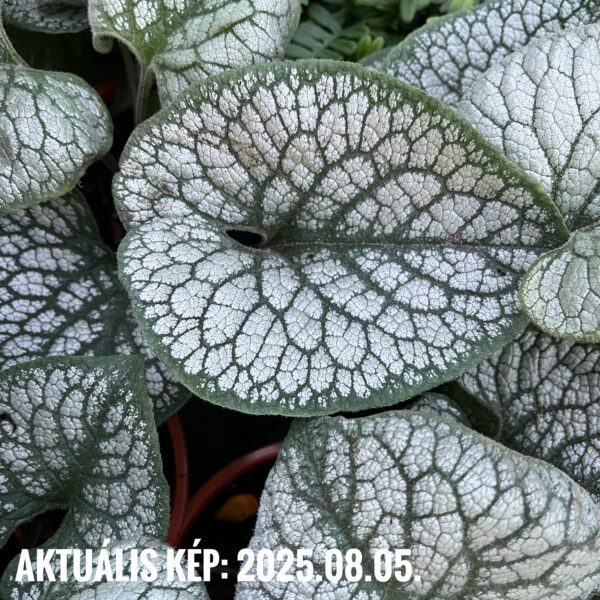 Kaukázusi nefelejcs - Brunnera macrophylla 'Sea Heart' - Image 3