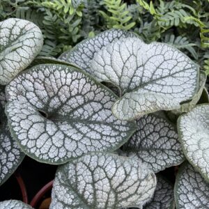Kaukázusi nefelejcs - Brunnera macrophylla 'Sea Heart'