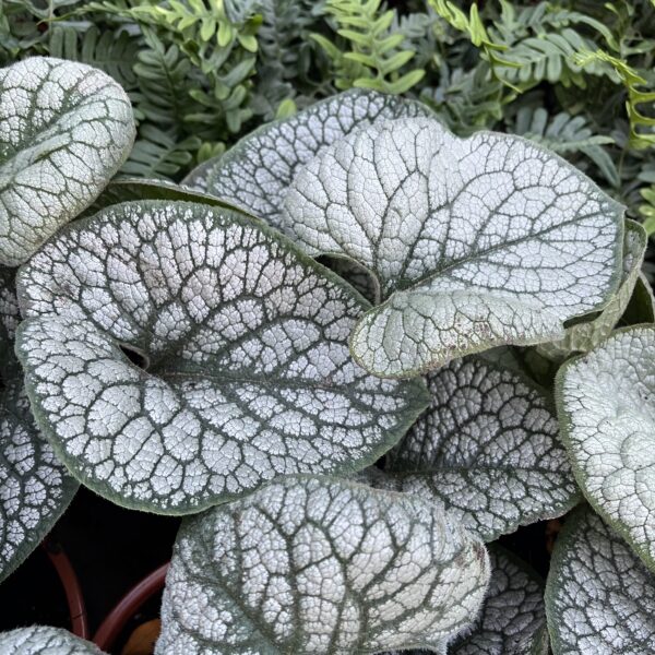 Kaukázusi nefelejcs - Brunnera macrophylla 'Sea Heart'