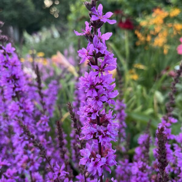 Réti füzény - Lythrum salicaria LUMINARY™ 'Lilac' - Image 2