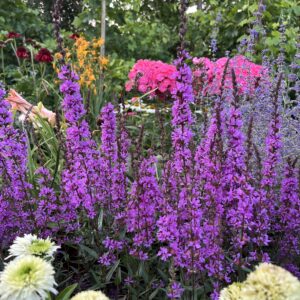 Réti füzény - Lythrum salicaria LUMINARY™ 'Lilac'
