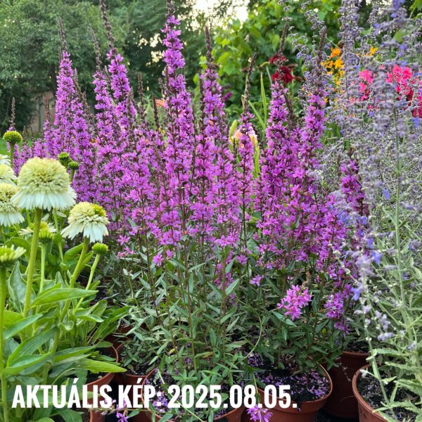 Réti füzény - Lythrum salicaria LUMINARY™ 'Lilac' - Image 3