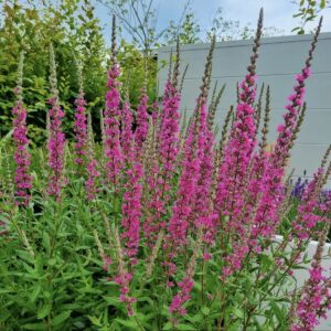 Réti füzény - Lythrum salicaria 'Robert'