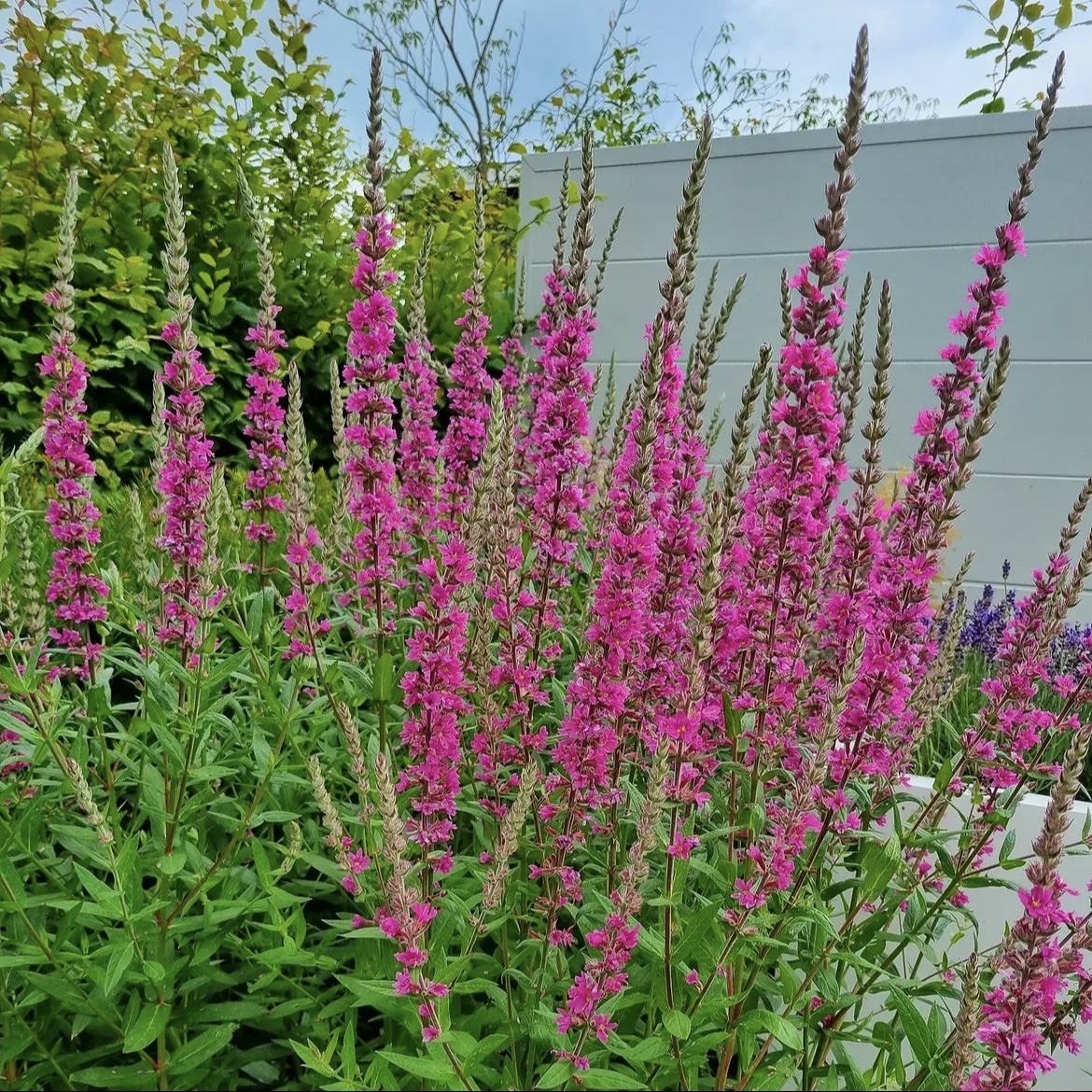 Réti füzény - Lythrum salicaria 'Robert' 1 Réti füzény - Lythrum salicaria 'Robert'