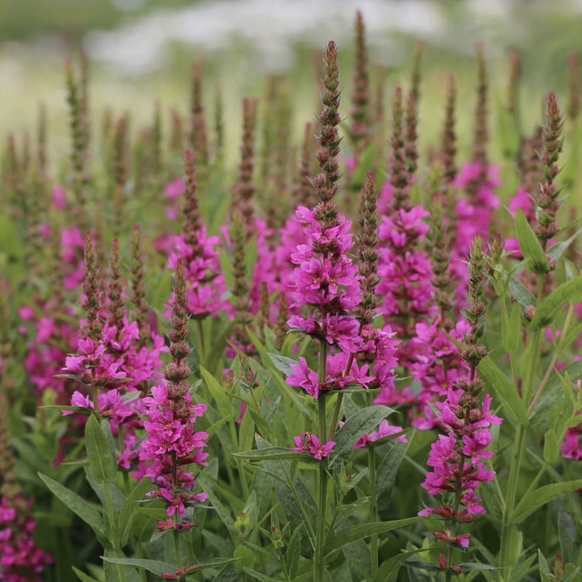 Réti füzény - Lythrum salicaria 'Robert' 3 Réti füzény - Lythrum salicaria 'Robert' - Image 3