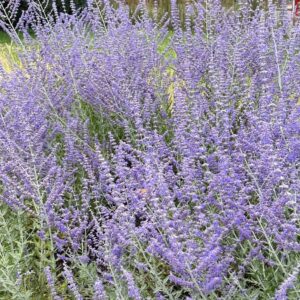 Sudárzsálya - Perovskia atriplicifolia 'Jelena'