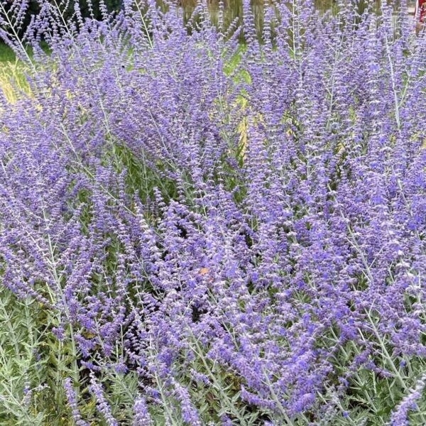 Sudárzsálya - Perovskia atriplicifolia 'Jelena'