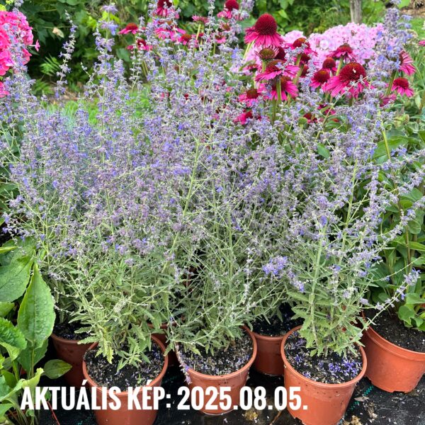 Sudárzsálya - Perovskia atriplicifolia 'Jelena' - Image 2