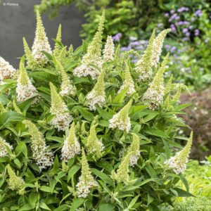 Törpe nyári orgona ‘Butterfly Little White’ – Buddleja davidii