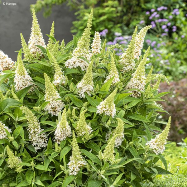 Törpe nyári orgona ‘Butterfly Little White’ – Buddleja davidii