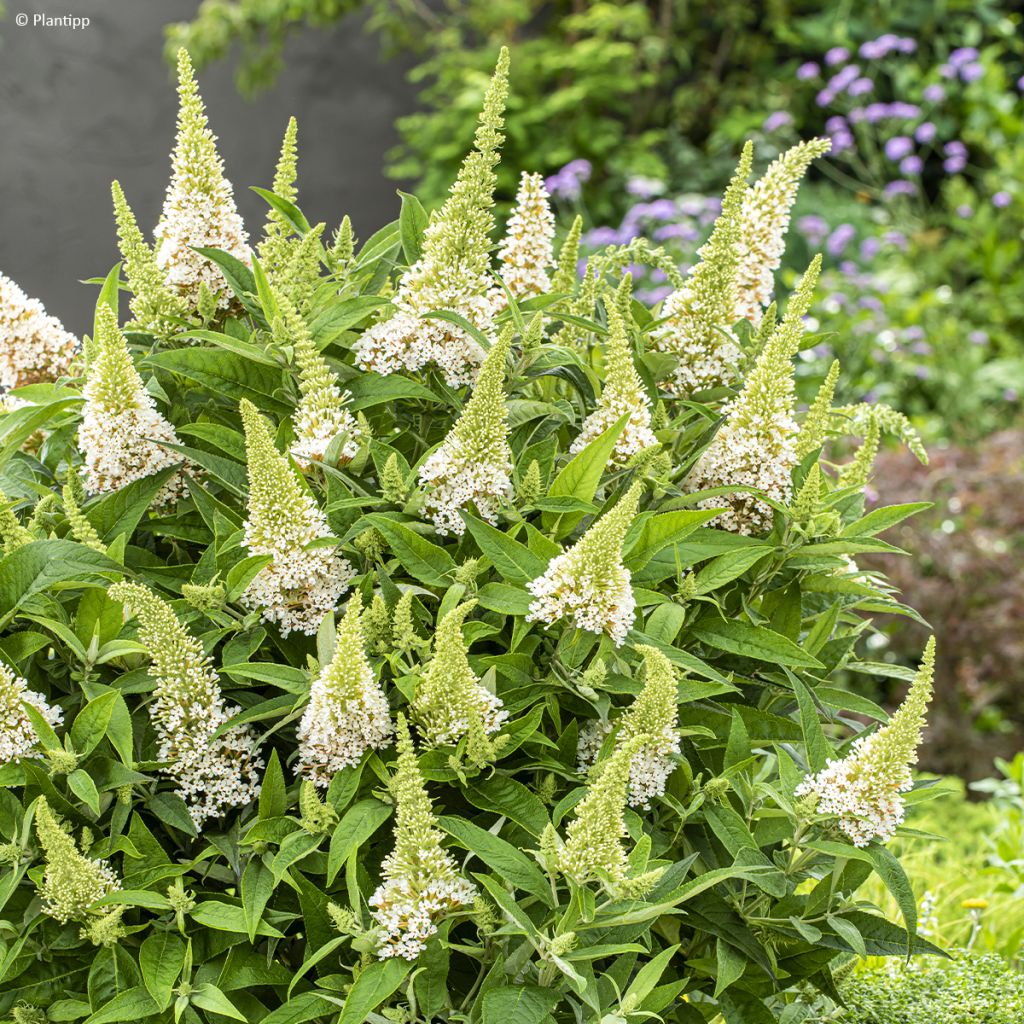 Törpe nyári orgona ‘Butterfly Little White’ – Buddleja davidii 1 Törpe nyári orgona ‘Butterfly Little White’ – Buddleja davidii