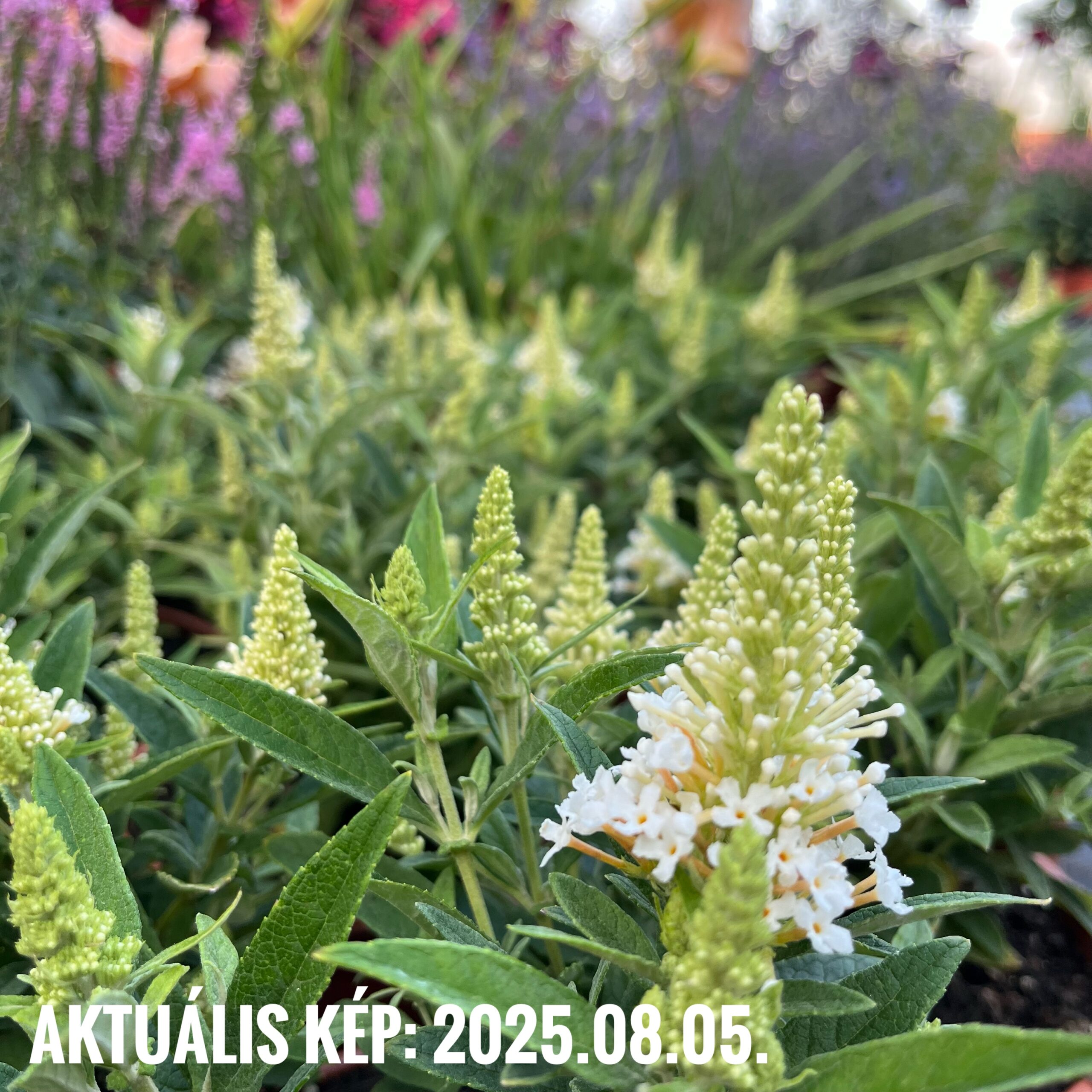 Törpe nyári orgona ‘Butterfly Little White’ – Buddleja davidii 3 Törpe nyári orgona ‘Butterfly Little White’ – Buddleja davidii - Image 3