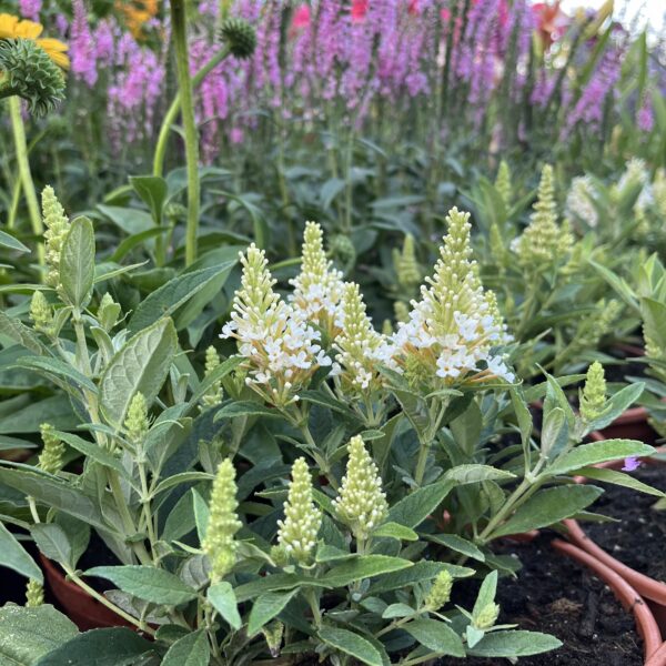 Törpe nyári orgona ‘Butterfly Little White’ – Buddleja davidii - Image 2