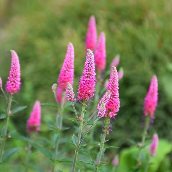 Veronika - Veronica longifolia 'First Love' - Image 2