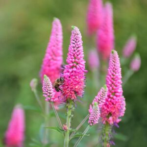 Veronika - Veronica longifolia 'First Love'
