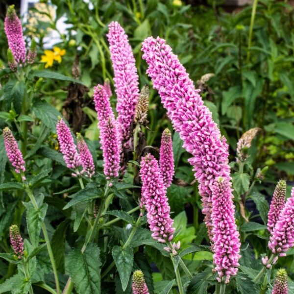 Veronika - Veronica longifolia 'First Love' - Image 3
