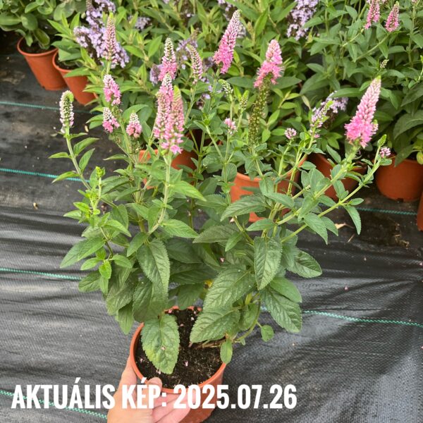 Veronika - Veronica longifolia 'First Love' - Image 4