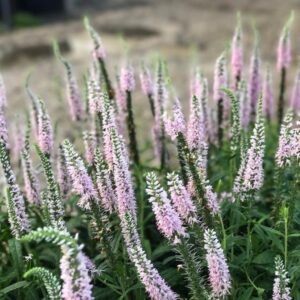 Veronika - Veronica spicata 'Moody Blues Dark Pink'
