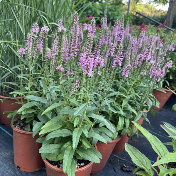 Veronika - Veronica spicata 'Moody Blues Dark Pink' - Image 2
